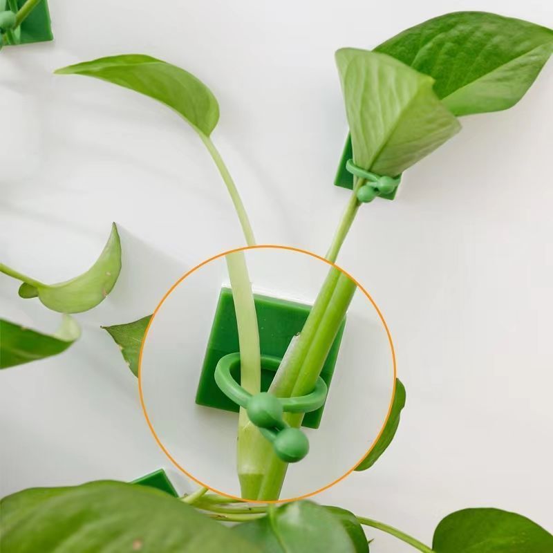 Zelfklevende klimplantenbevest - Vine Climbing Plastic recensie en prijs